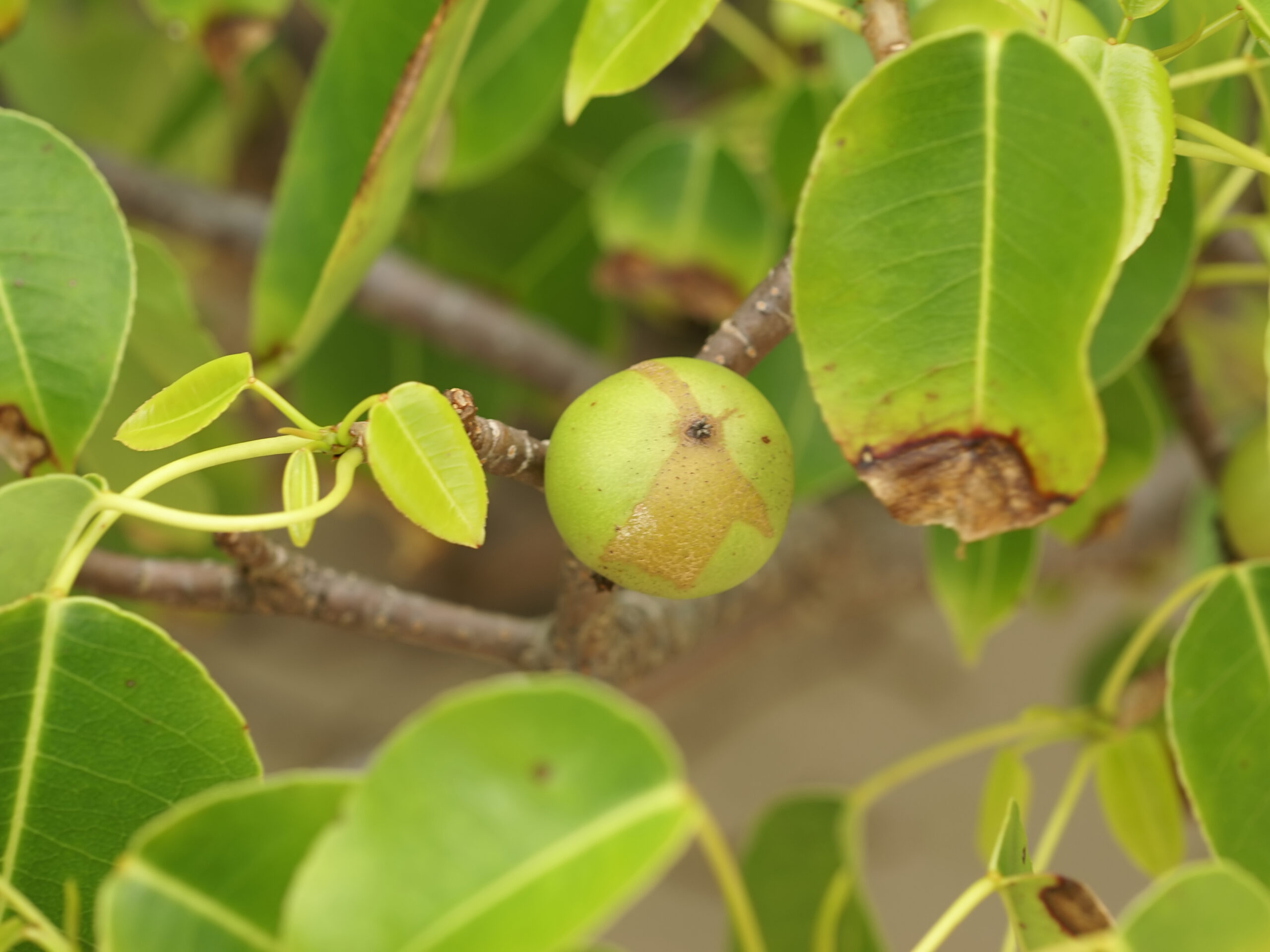 Fruits 