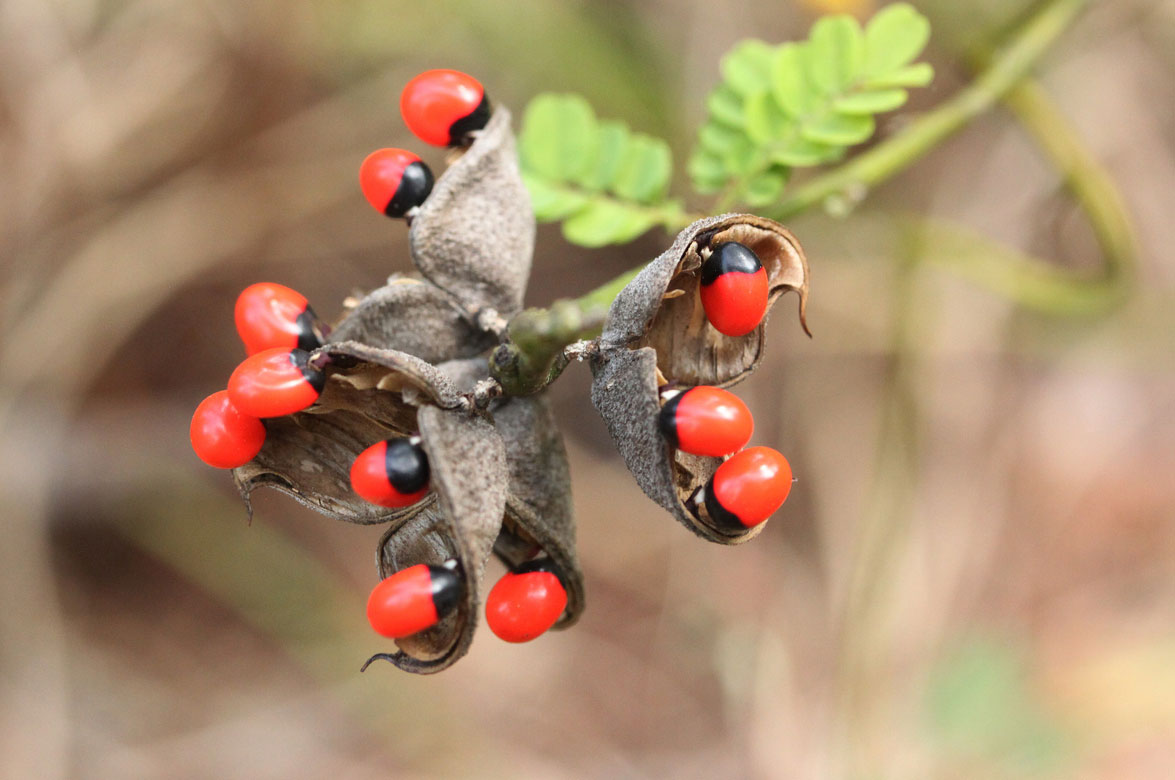 Fruits 