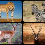 The 20 Fastest Animals In The World; Ranked by their Speed. Cheetah isn't the Fastest