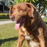 World Oldest Dog Currently Investigated For Possible Fraud
