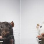 Artist Trained Rats How To Take Selfies Just To Prove a Point About Social Media