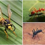 10 of the Most Annoying Insects, Ranked by How Much They Irritate