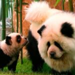 Chinese Zoo Faces Backlash for Painting Dogs Black and White to Resemble Pandas in Exhibit.