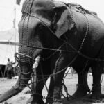 In Ancient Asia, Death by Elephant was a Popular Method of Capital Punishment.