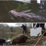 Beaver Sightings Verified in the United Kingdom