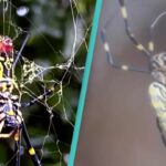 People Scared as Giant Venomous Flying Spiders with 4-Inch Legs are Spreading in Some Regions