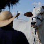 The World's Most Expensive Cow Has Been Sold for Millions of Dollars
