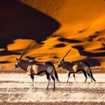 These 5 Largest National Parks in the World are Bigger Than Most Countries.