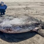 A Rare 7-foot Round & Flat Fish Washed Ashore in an Strange Location.