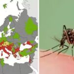 Alert Issued as Tiger Mosquitoes 'Spotted in One UK Area' Amidst Fever Outbreak Across Europe
