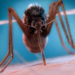 Americans Have Been Alerted About a Threat Caused by the 'World’s Deadliest Animal'.