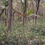 Your IQ is High if You Can Find the Hidden Tiger in This Photo Within 12 Seconds