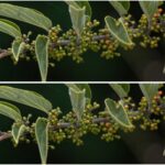 Scientists Discover a Cann*b!s Compound (!gbo) in an Unexpected Plant