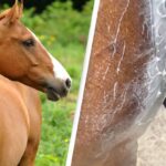 Viewers Shocked by the Appearance of Horse Sweat
