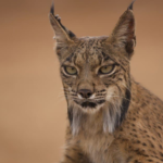 10 Interesting Facts About Wild Cats