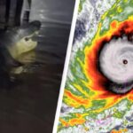 Residents Shocked to Discover Giant Alligator in Their Kitchen After Hurricane Floods Home