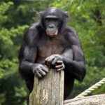 10 Animals Where Females Take the Lead