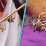 People Who Just Found Out About 'Spider F!ghting' Say It Proof That People Would B€t on Anything 😂