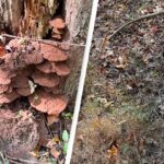 Can You Spot the Snake Hidden in the Woods? Only Those with 'Sniper Vision' Can!